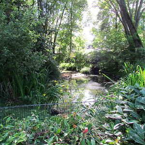 Temperate Forest - Tundra Swan Exhibit