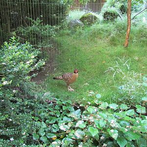 Temperate Forest - Conservation Aviaries