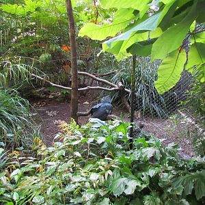Temperate Forest - Conservation Aviaries