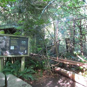 Temperate Forest - Great Gray Owl Exhibit