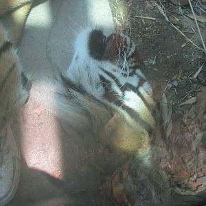 Jul. 2012-Who Dey, the Malayan Tiger