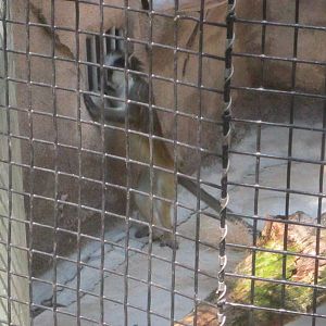 Jul. 2012-Grey's Crowned Guenon