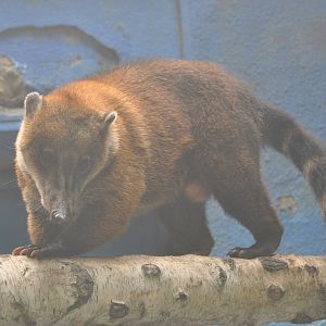 Strange coati in Beijing Zoo