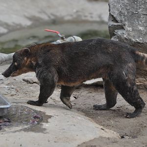 Strange coati in Beijing Zoo