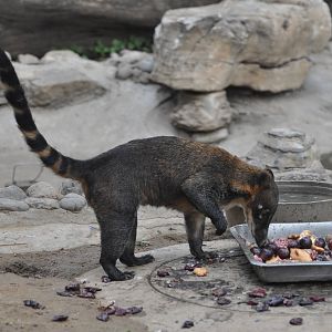 Strange coati in Beijing Zoo
