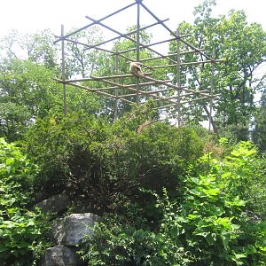 Jul. 2012-Buff-cheeked Gibbon exhibit