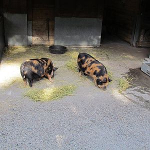 Temperate Forest - Family Farm