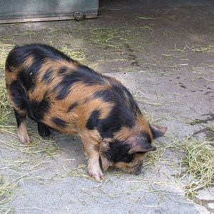 Temperate Forest - Family Farm