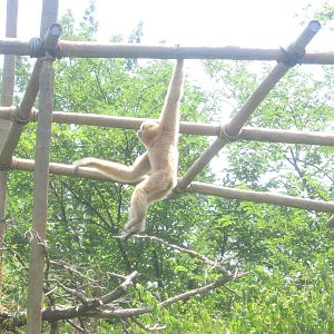 Jul. 2012-Brachiating Buff-cheeked Gibbon