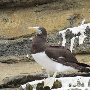 Penguin Exhibit - Brown Booby