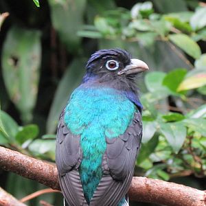 Tropical Rainforest - White-tailed Trogon