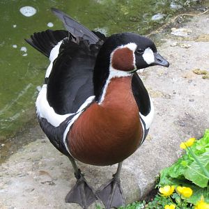 Temperate Forest - Red-breasted Goose