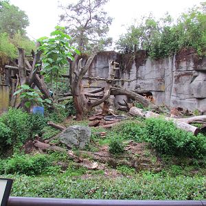 Sloth Bear Exhibit