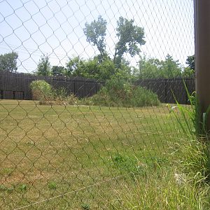 Jul. 2012-Cheetah Encounter