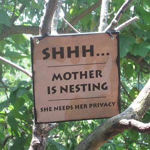 Jul. 2012-Mother is Nesting Sign (Steller's Sea Eagle)