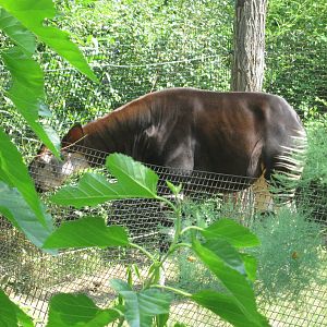 Jul. 2012-Kuvua the Okapi!