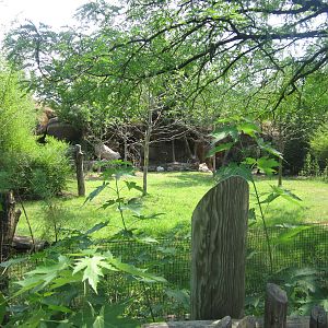 Jul. 2012-Improved Okapi/Yellow-backed Duiker exhibit