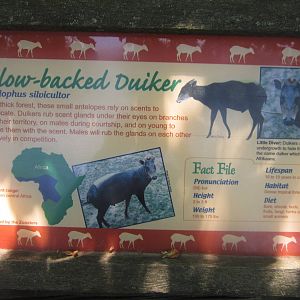 Jul. 2012-Duiker sign