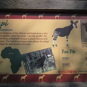 Jul. 2012-Okapi sign