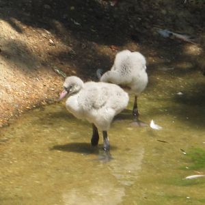 Jul. 2012-Greater Flamingo chicks
