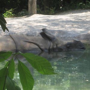 Jul. 2012-Nikki, the Indian Rhinoceros