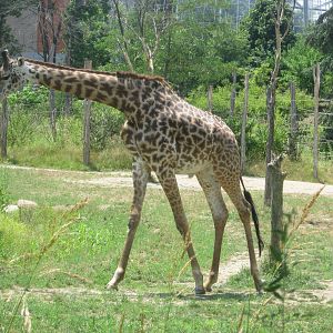 Jul. 2012-Kimba, the Masai Giraffe