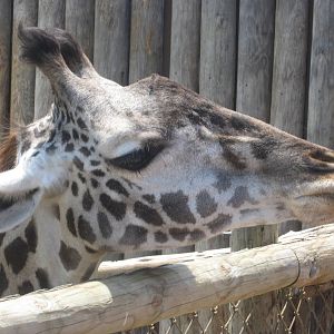 Jul. 2012-Tessa, the Masai Giraffe