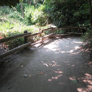 Jul. 2012-Bonobo exhibit viewing