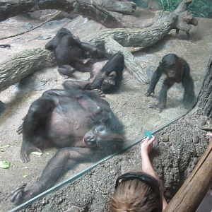 Jul. 2012-Bonobos