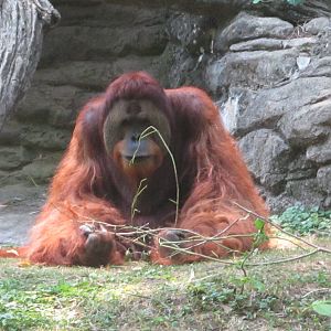 Jul. 2012-Henry, the Sumatran Orangutan
