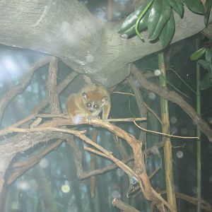 Jul. 2012-Pygmy Slow Loris