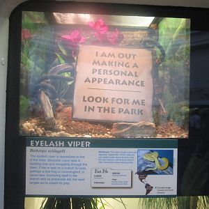 Jul. 2012-Eyelash Viper exhibit