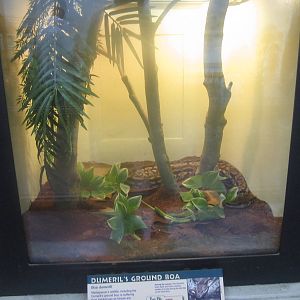 Jul. 2012-New Dumeril's Ground Boa exhibit