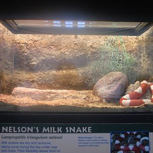 Jul. 2012-Albino Nelson's Milk Snake exhibit