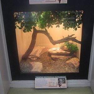 Jul. 2012-Yucatan Neotropical Rattlesnake exhibit
