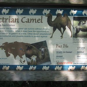 Jul. 2012-Camel sign