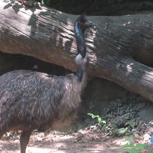 Jul. 2012-Emu
