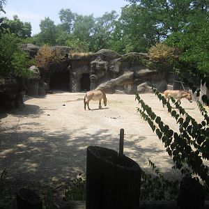 Jul. 2012-Przewalski's Horse exhibit