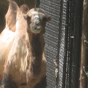 Jul. 2012-Humphrey, the Bactrian Camel