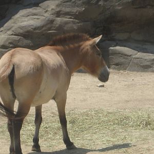 Jul. 2012-Przewalski's Horse