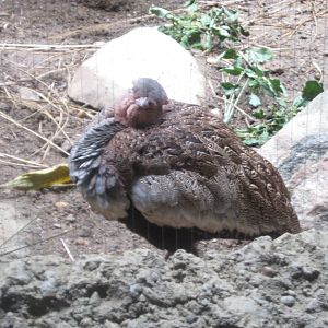 Jul. 2012-Buff-crested Bustard