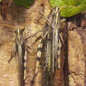 Jul. 2012-Grey Bird Grasshoppers