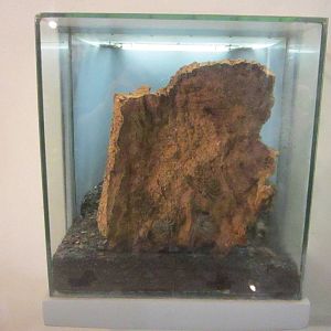 Jul. 2012-Cave Whip Spider/East African Whip Scorpion exhibit