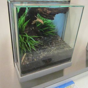 Jul. 2012-Dead Leaf Mantis exhibit