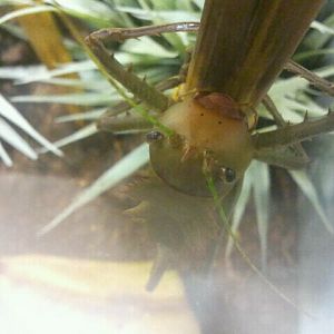 Jul. 2012-Dragon-headed Katydid