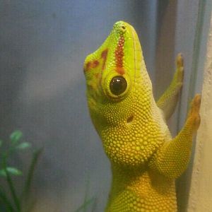 Jul. 2012-Madagascar Giant Day Gecko