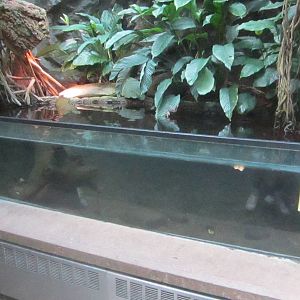 Jul. 2012-African Helmeted Turtle tank