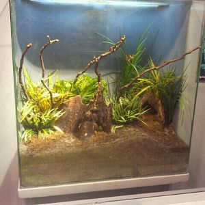 Jul. 2012-Eastern Lubber Grasshopper exhibit