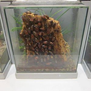 Jul. 2012-Zebra Bug exhibit