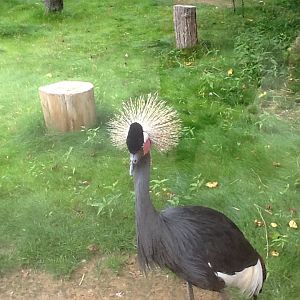 Roger Williams Zoo - African Crowned Crane